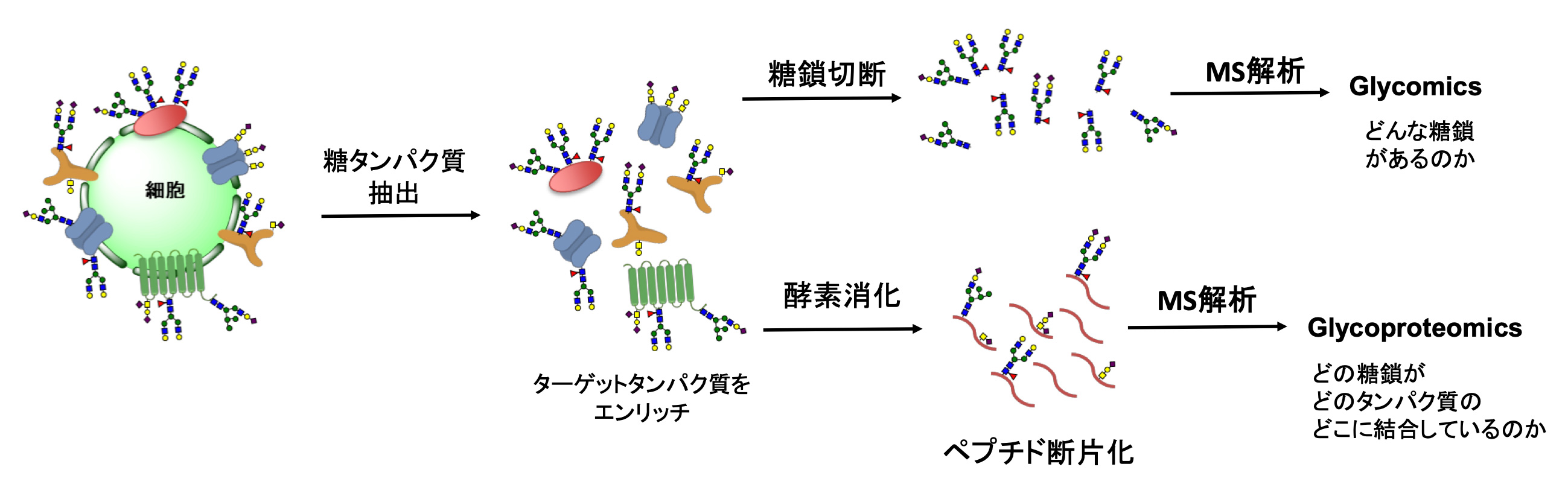 新規活性酵素の探索