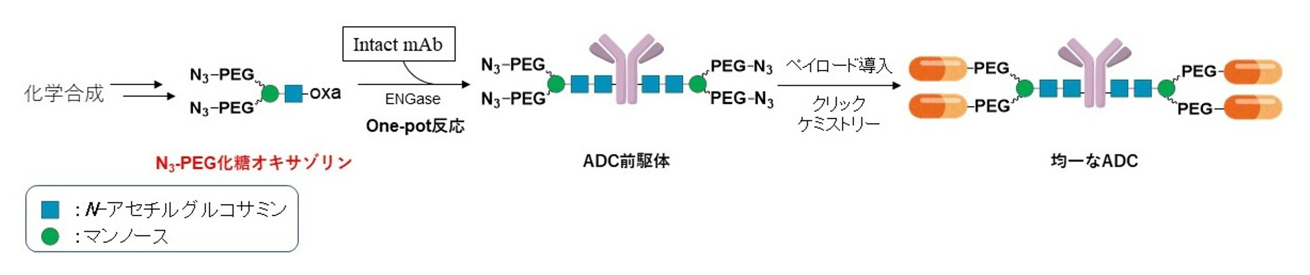N3-PEG化糖オキサゾリンを用いるADC合成法